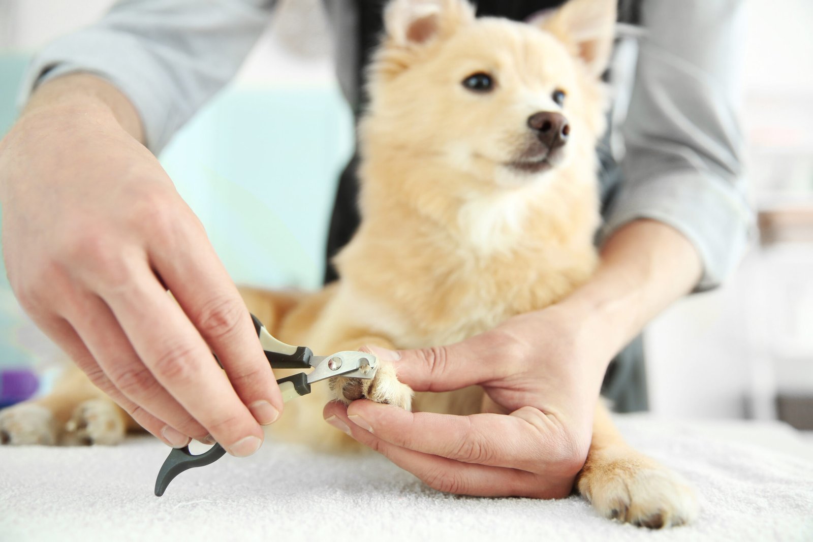 dog nail trim
