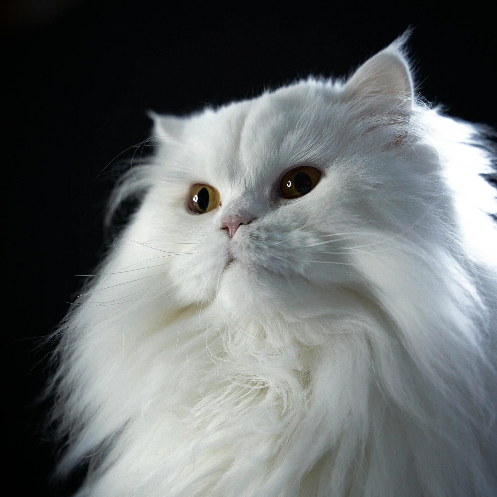 A close-up portrait of a fluffy white Persian cat with a dark background, highlighting its majestic appearance.